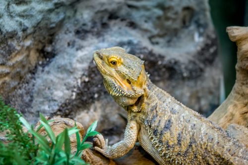 bearded dragon pogona vitticeps 2022 03 09 16 51 09 utc scaled e1659044864404