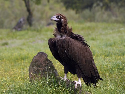 black vulture aegypius monachus 2021 08 28 15 10 12 utc scaled e1658091407690
