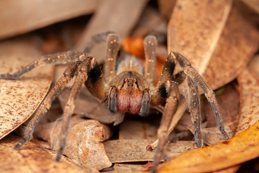 Brazilian wandering spider - danger poisonous Phoneutria Ctenidae