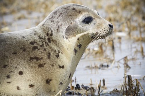 Close up of a Harbour Seal on shore.