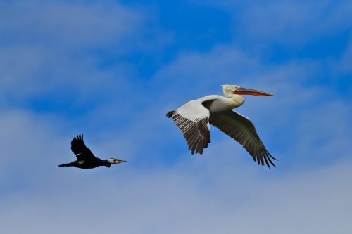 cormorant and dalmatian pelican in flight 2021 08 26 15 58 43 utc scaled e1658063944949