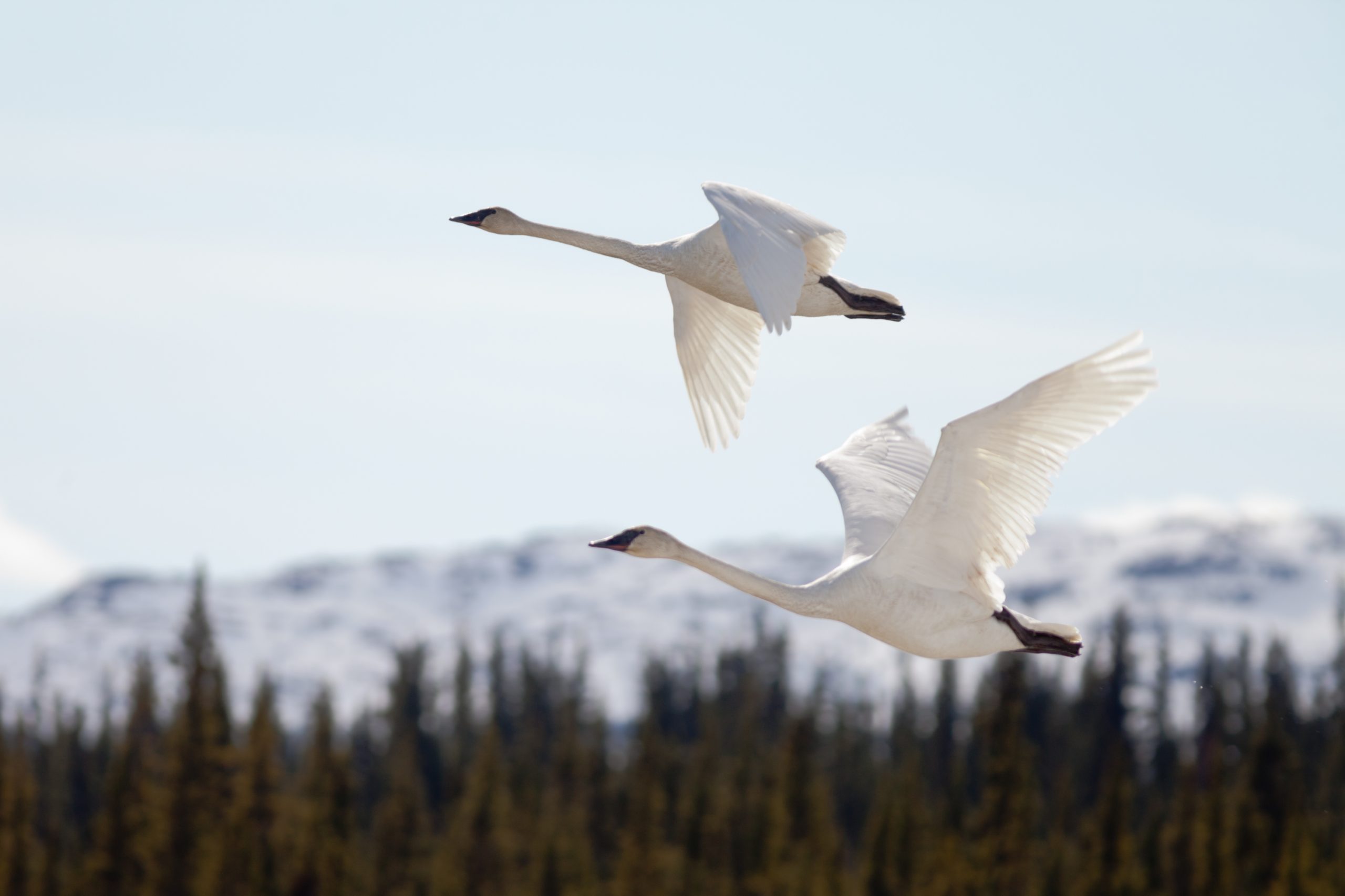 flying pair trumpeter swans cygnus buccinator 2022 06 29 20 46 20 utc scaled