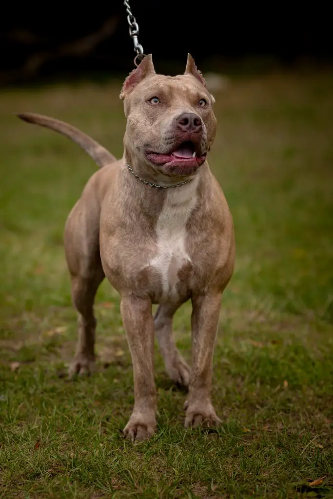 grey pit bull terrier