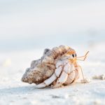hermit crab on a beach 2021 08 26 16 19 21 utc scaled e1658784086541