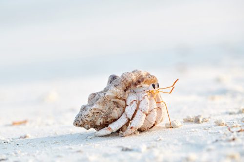hermit crab on a beach 2021 08 26 16 19 21 utc scaled e1658784086541