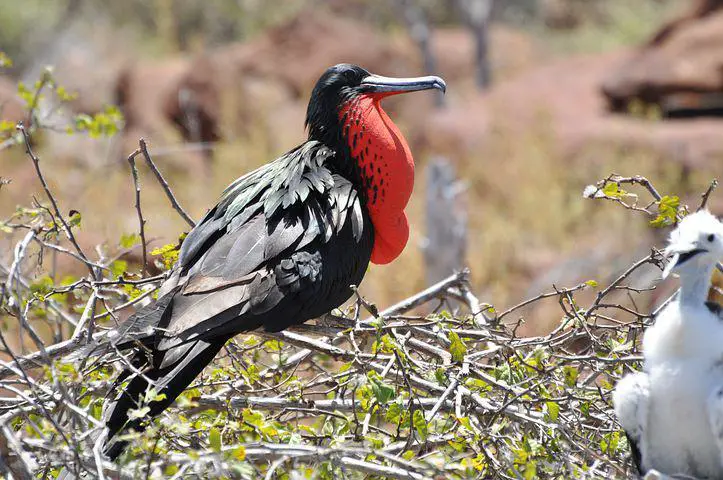 Frigate Bird, Red, Bird, Galapagos, Brut