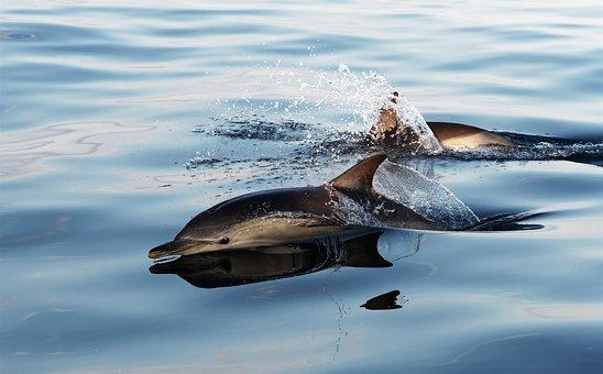 Dolphin, Common Dolphin, Marine, Mammal
