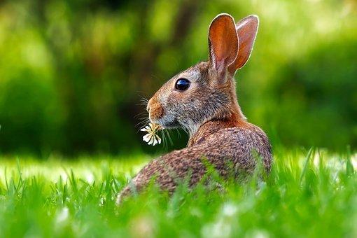 brown rabbit on green grass during daytime
