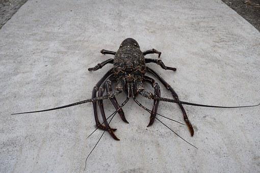 Spiny Lobster, Crustacean, Spiny Lobster
