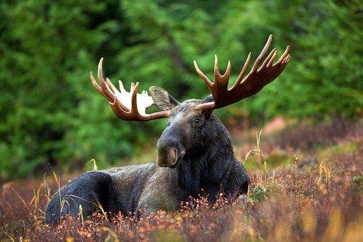 Black moose lying on brown grass during daytime