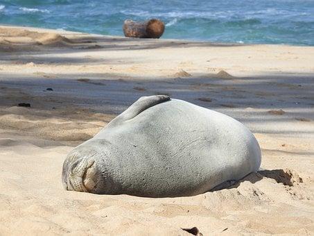 Hawaiian Monk Seal, Seal, Marine Life
