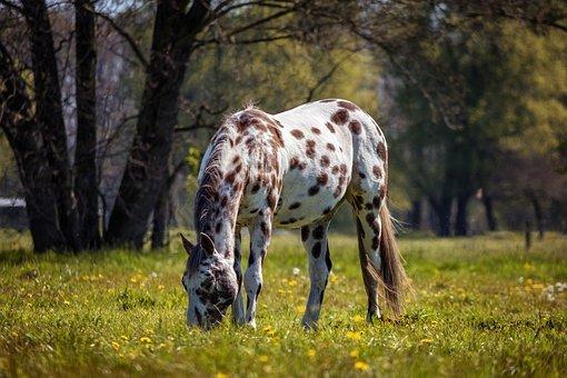 Horse, Appaloosa, Nature, Animal