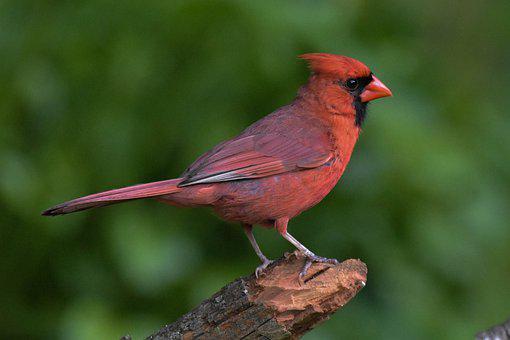 Male Northern Cardinal, Perched On A Log