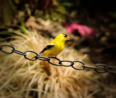 American Goldfinch, Song Bird