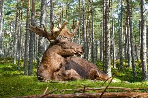 Moose, forest, nature, lie, antler