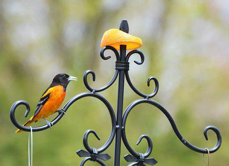 Baltimore, oriole, bird, spring