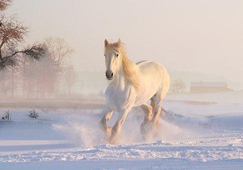 White horse, winter, snow, december