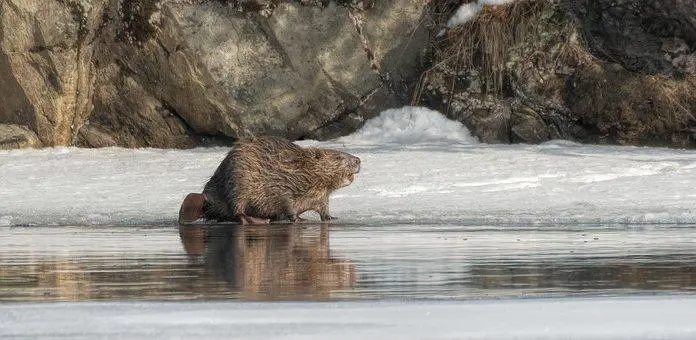 Beaver, bever, animal, wild, nature