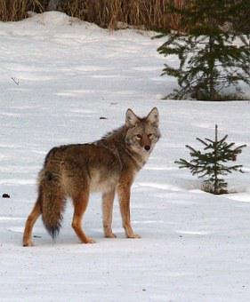 Coyote, canis latrans, animal, canine