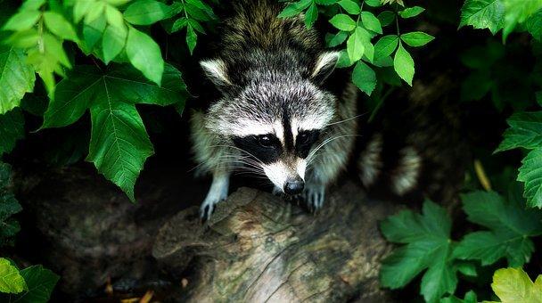 Raccoon, leaves, mammal, nocturnal