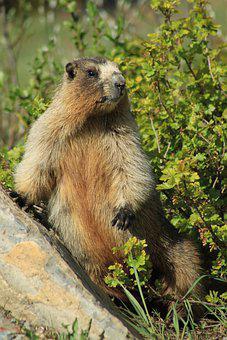 Marmot, Animal, Meadow, Olympic Marmot