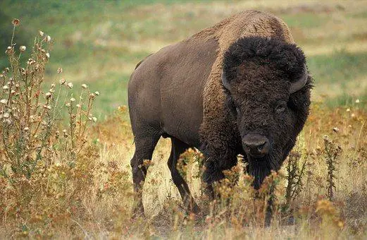 Bison, Buffalo, Beef, Wild, Wilderness