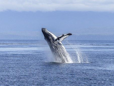 Humpback Whale, Natural Spectacle