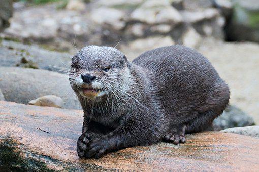 Otter, River, Lying, Animal, Mammal