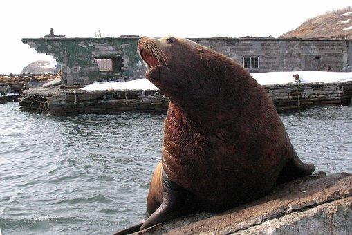 The Steller Sea Lion, Cleaver, Rookery