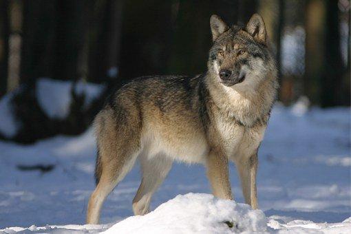 Wolf, Zoo, Canis Lupus, Canine, Mammal