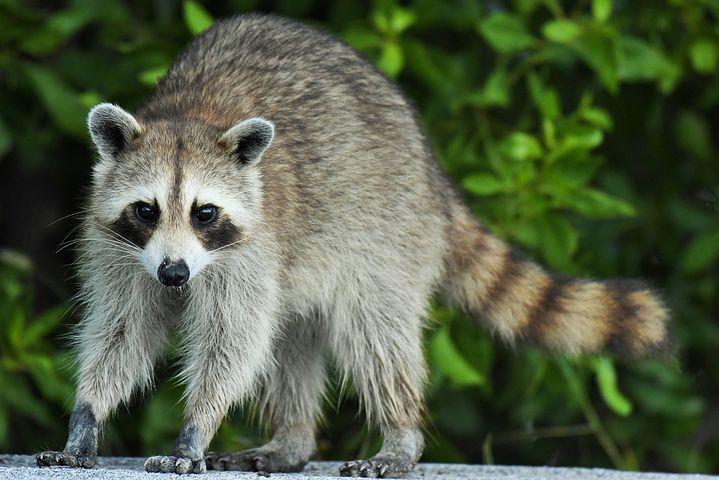 Procyon Lotor, Raccoon, Florida, Animal