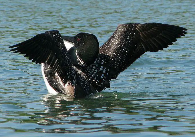 Common Loon, Great Northern Diver