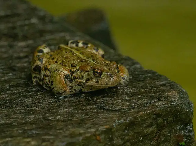 Western Toad, Toad, Pond, Nature