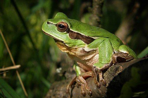 Tree Frog, Frog, Tree, Nature, Amphibian