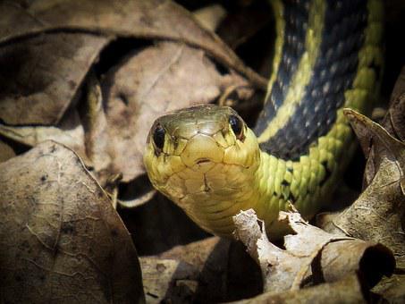 Common Garter Snake, Snake, Reptile
