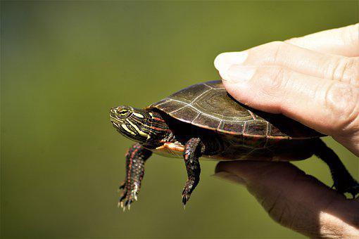 Turtle, Painted Turtle, Young, Handheld