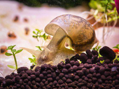 Snail, Freshwater, Pointed Mud Auger