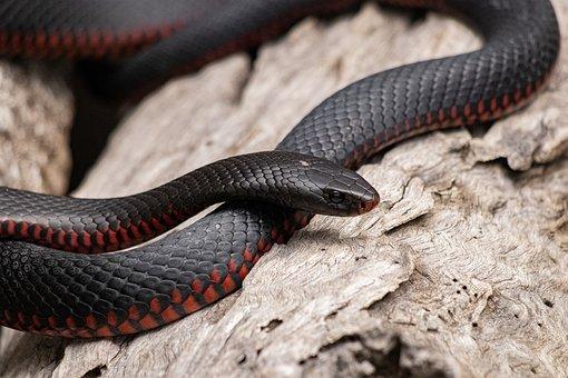 Red Bellied Black Snake, Snake, Animal