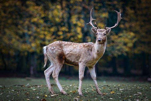 Roe Deer, Deer, Antlers, Forest Animal