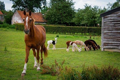 Horse, Alpaca, Farm, Animals