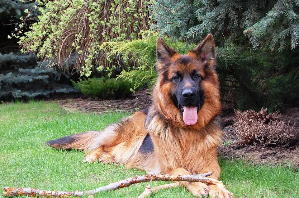 German Shepherd, Friend, Dog, Long-Haired, Grass