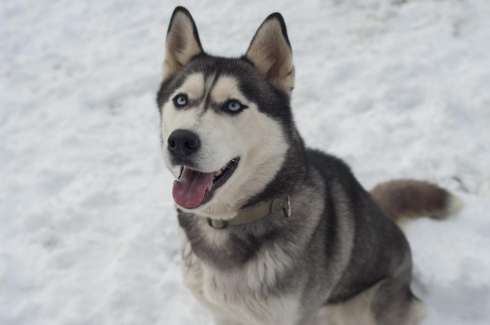 Husky, Dog, Siberian Husky, Sled Dog