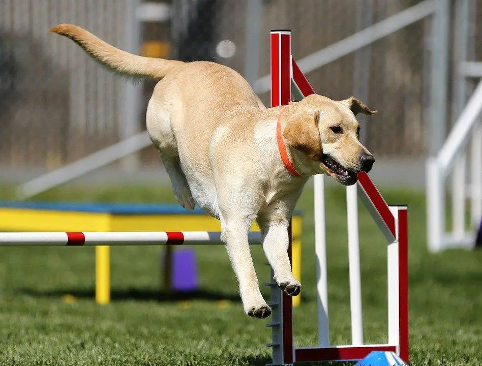 Labrador Retriever, Agility, Dog Sports, Dog