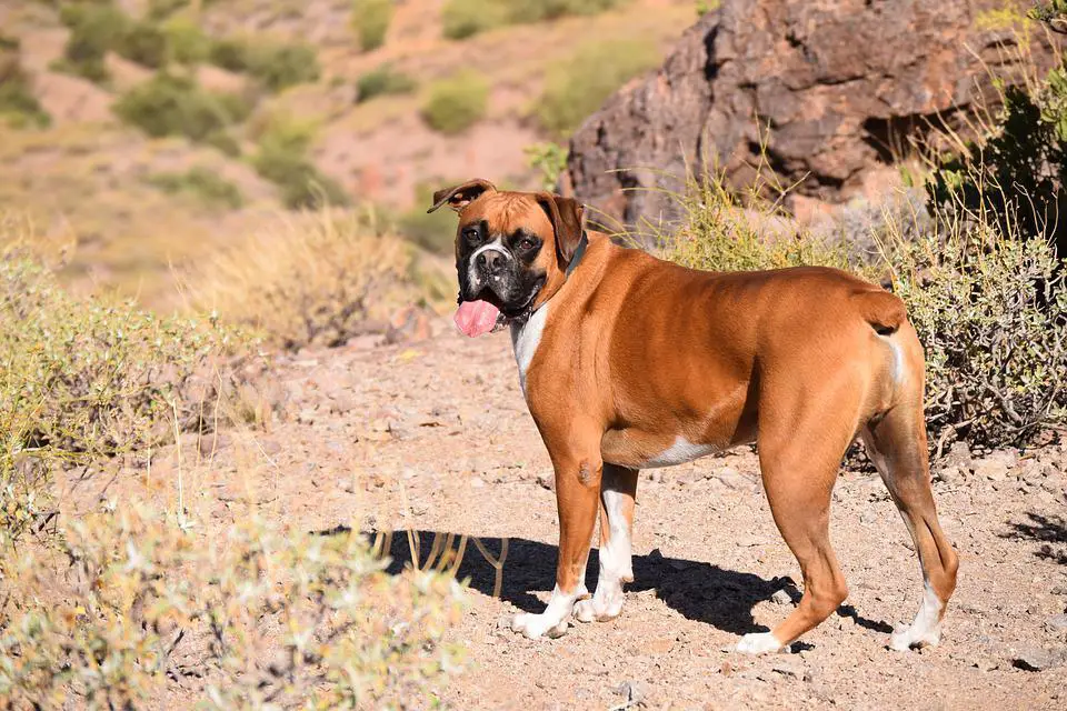 Dog, Animal, Boxer, Adorable, Canine, Domestic