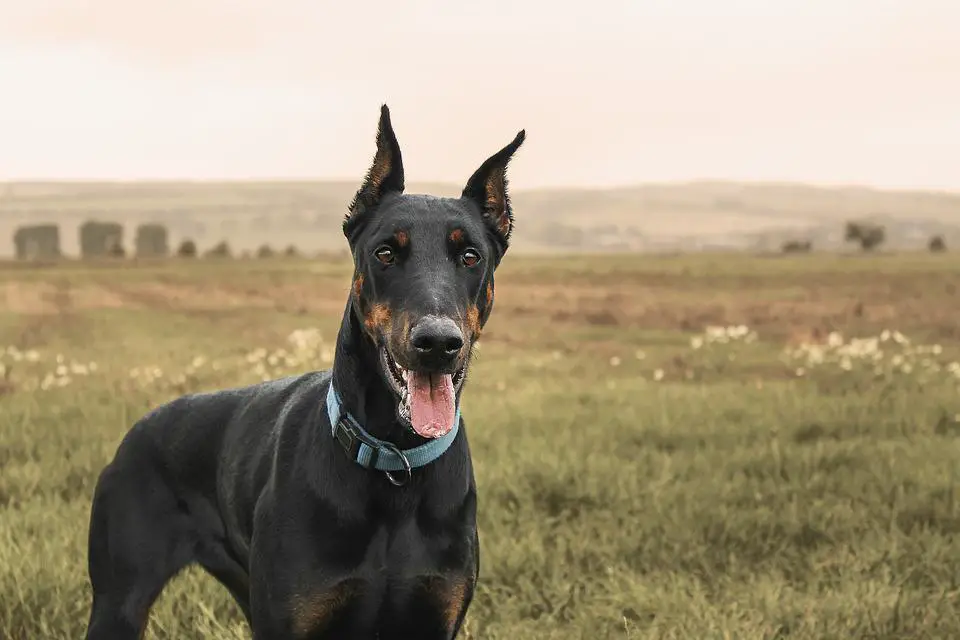 Doberman, Pinscher, Dog, Domestic Animal, Field, Meadow