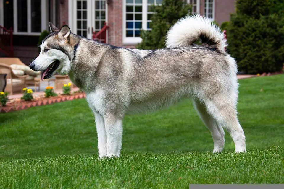 Alaskan Malamute, Dog, Pet, Animal, Domestic Dog