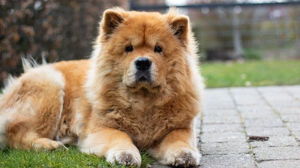 Chow Chow, Dog, Backyard, Pet, Canine, Animal, Outdoors