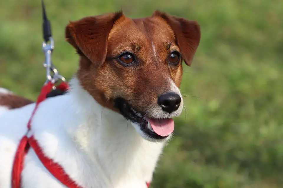 Dog, Jack Russell, Terrier, Animals, Cute, Jack