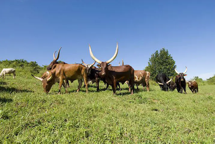 Ankole Cows, Cows, Grazing, Uganda