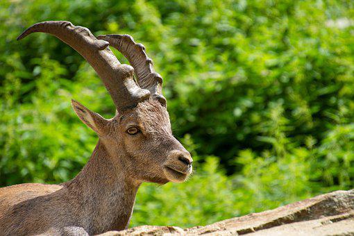 Alpine Ibex, Animal, Capricorn, Horns